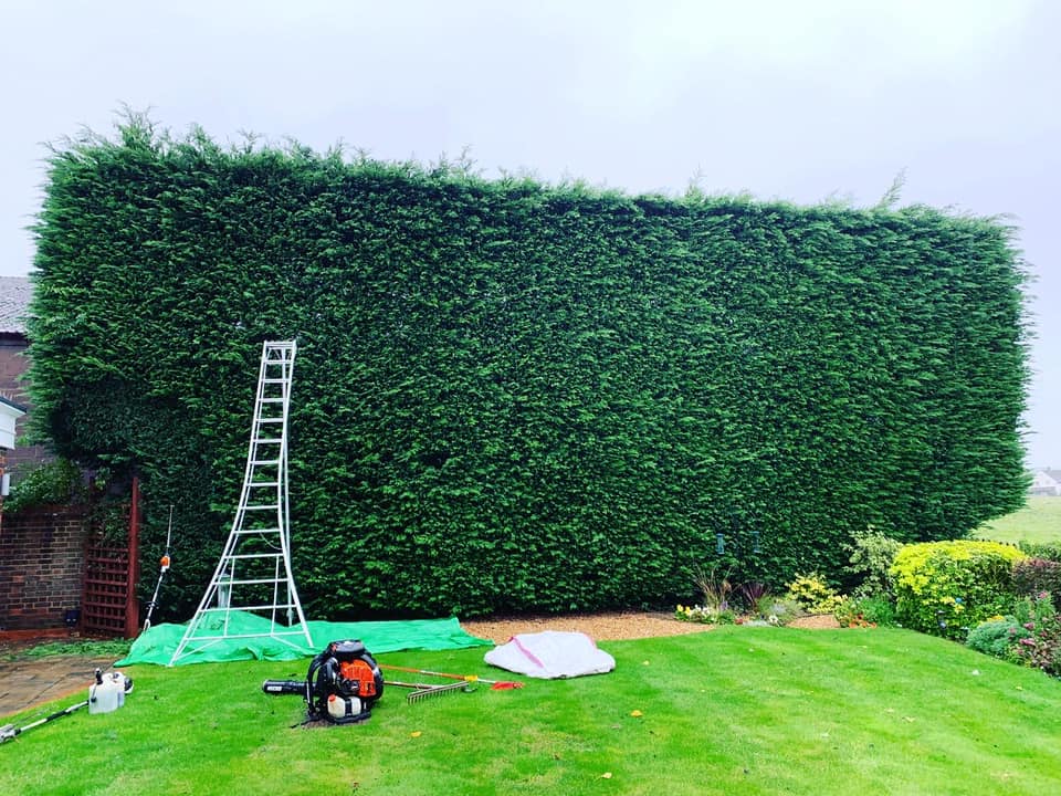 hedge trimming services