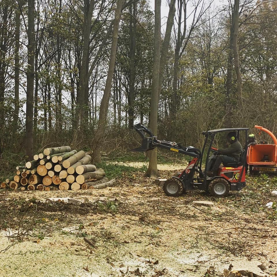 tree removal service hertfordshire