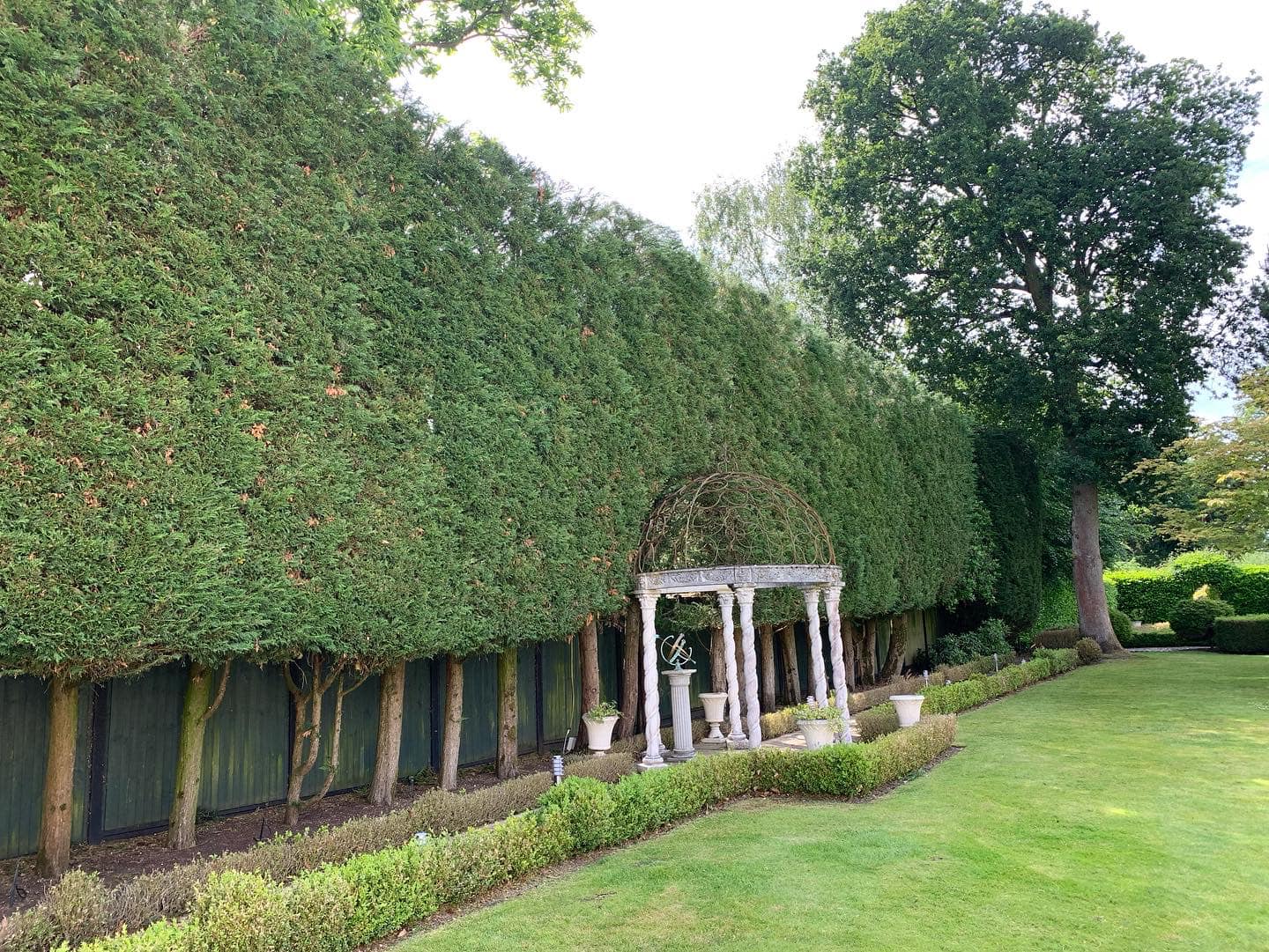 hedge trimming services