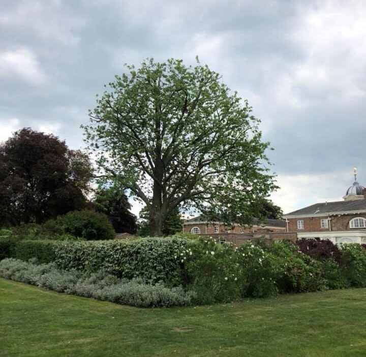tree crown thinning service